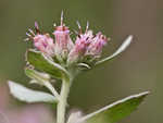 Rosy camphorweed